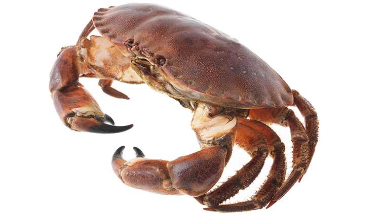krabba