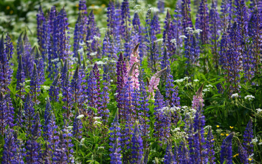 Blomsterlupin