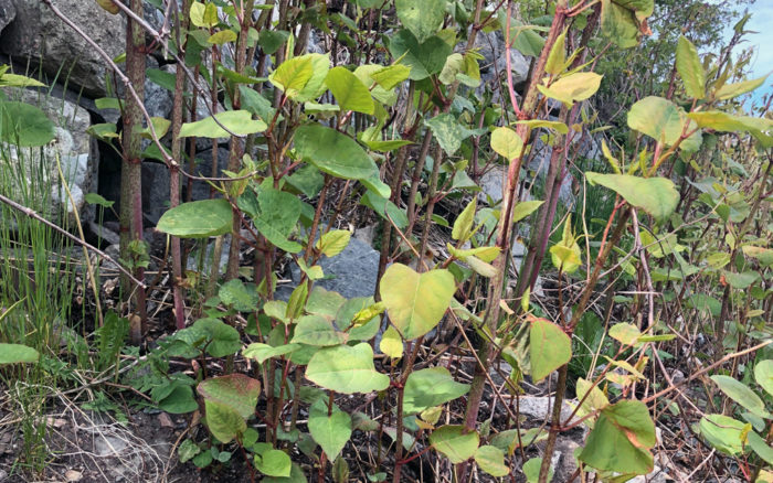 parkslide-fallopia-japonica-foto-jennie-aronsson