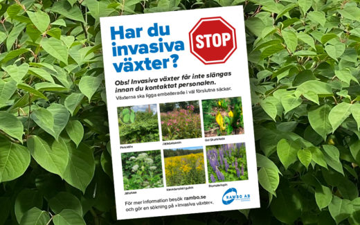 Så tar du hand om avfall från invasiva växter