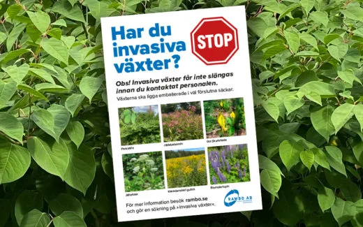 Invasiva växter – Så tar du hand om avfallet