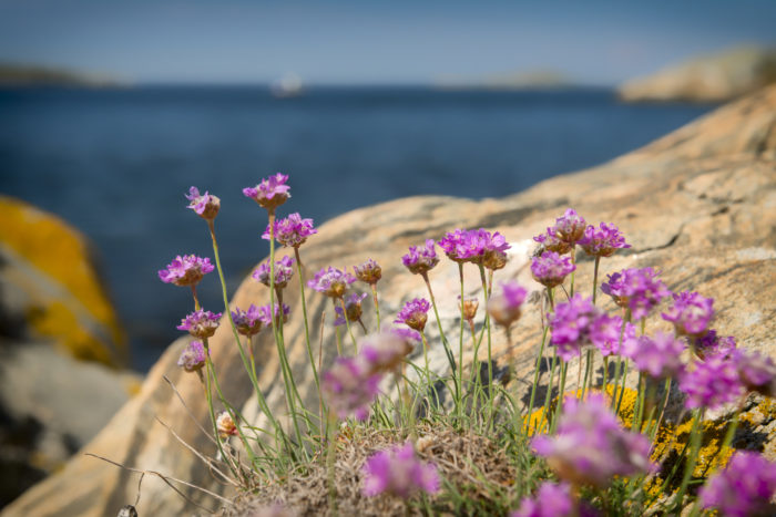 Flowers of the Swedish west coast
